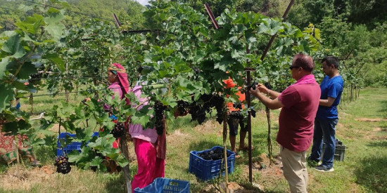 तनहुँको घिरिङमा व्यावसायिक अंगुरखेती